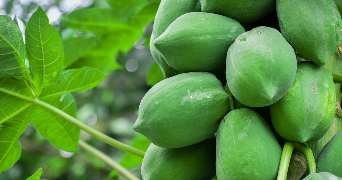 6 Surprising Health Benefits Of Raw Papaya You Didn't Know